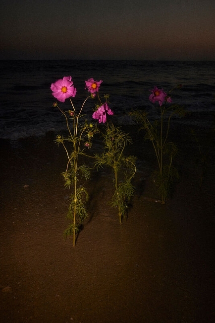 sarahlaird-358109-w1200-h800-q80-rz3-b75-f0