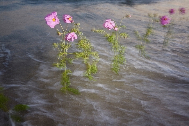 sarahlaird-358110-h1000-q90-rz3-b75